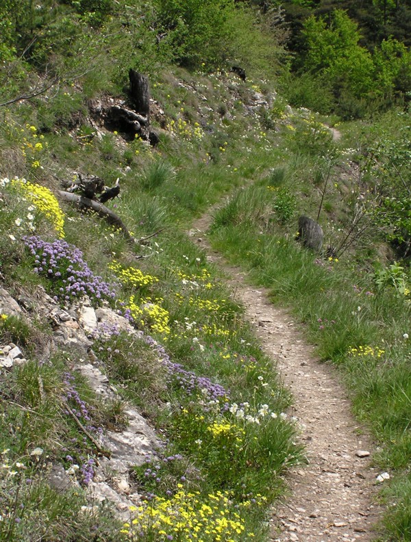 Globularia cordifolia, nudicaulis e bisnagarica